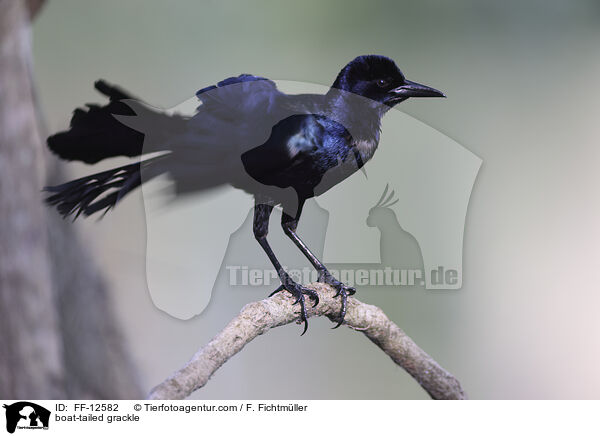 boat-tailed grackle / FF-12582