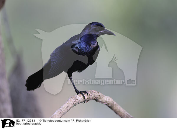 boat-tailed grackle / FF-12583