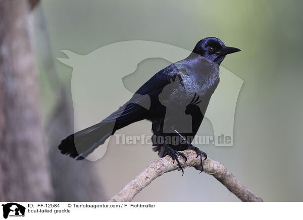 Bootschwanz-Grackel / boat-tailed grackle / FF-12584