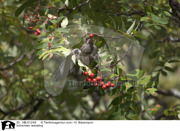 Seidenschwanz / bohemian waxwing / HB-01249
