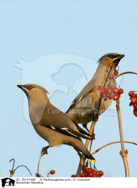 Bohemian Waxwing / DV-01392