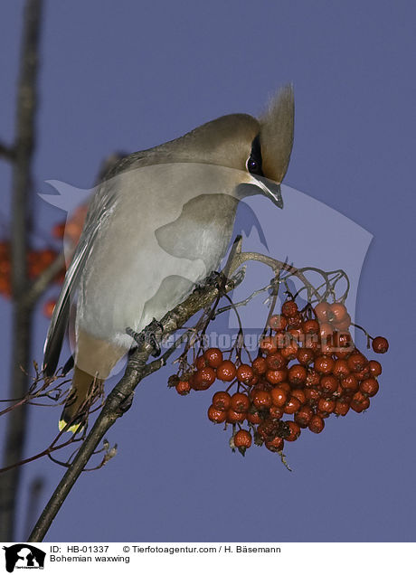 Seidenschwanz / Bohemian waxwing / HB-01337