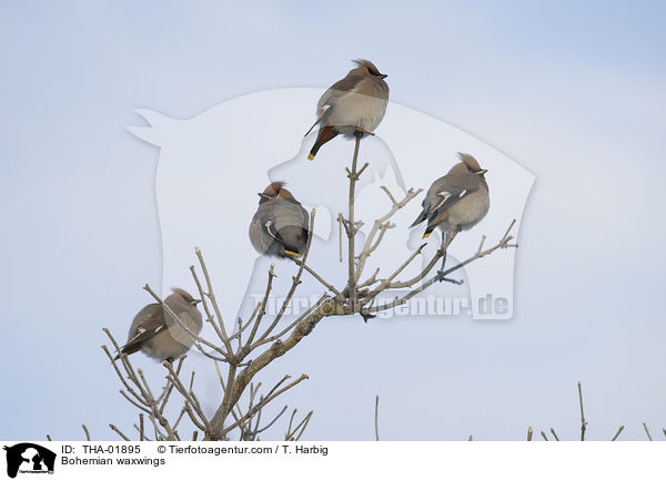 Seidenschwnze / Bohemian waxwings / THA-01895