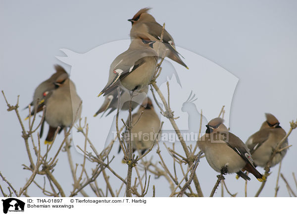 Seidenschwnze / Bohemian waxwings / THA-01897