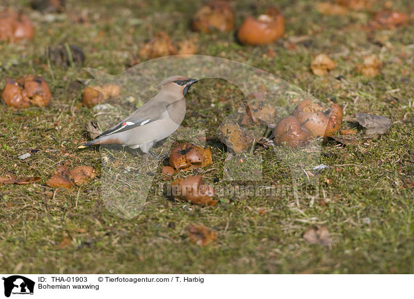 Seidenschwanz / Bohemian waxwing / THA-01903