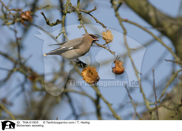 Seidenschwanz / Bohemian waxwing / THA-01905