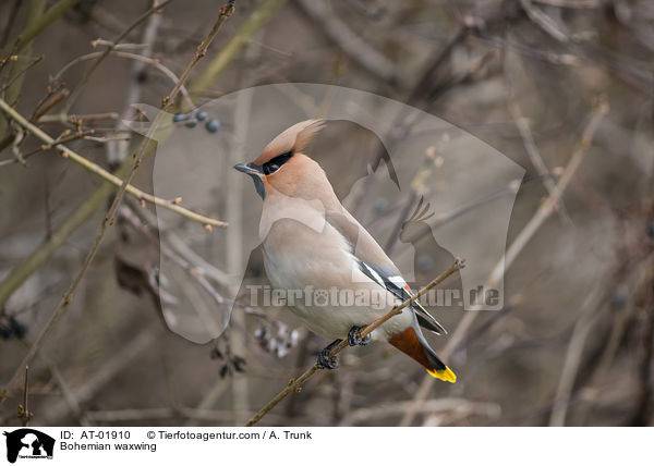 Seidenschwanz / Bohemian waxwing / AT-01910