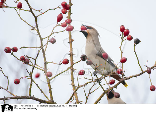 Seidenschwanz / Bohemian waxwing / THA-07881