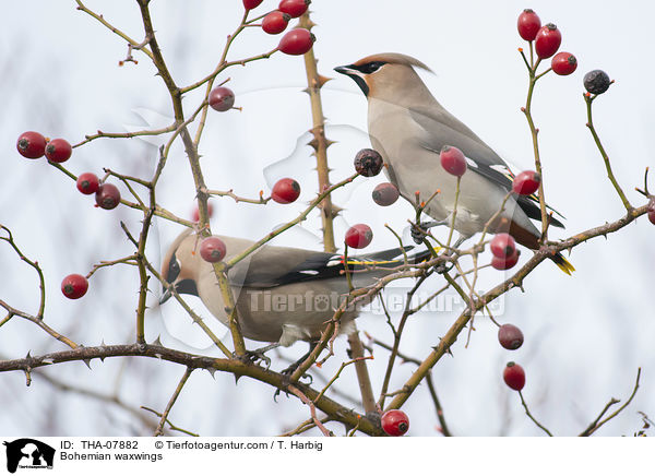 Seidenschwnze / Bohemian waxwings / THA-07882