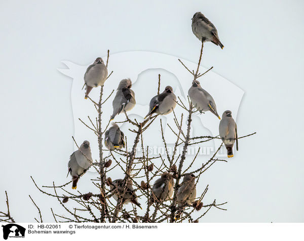 Seidenschwnze / Bohemian waxwings / HB-02061