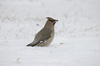 Bohemian waxwing