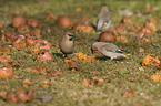 eating Bohemian waxwings