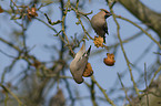 eating Bohemian waxwings