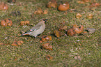 Bohemian waxwing