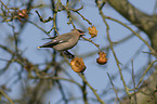 Bohemian waxwing