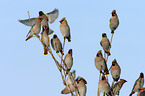 Bohemian waxwing