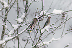 Bohemian waxwing