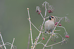 Bohemian waxwing