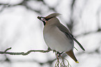 Bohemian waxwing