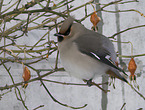 Bohemian waxwing