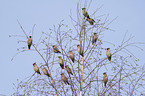 sitting Bohemian Waxwings