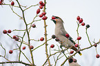 Bohemian Waxwings