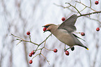 flying Bohemian Waxwing