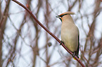 sitting Bohemian Waxwing