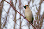 sitting Bohemian Waxwing