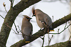 Bohemian waxwings