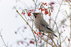 Bohemian waxwing