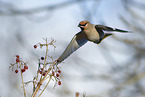 Bohemian waxwing