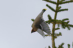 Bohemian waxwing