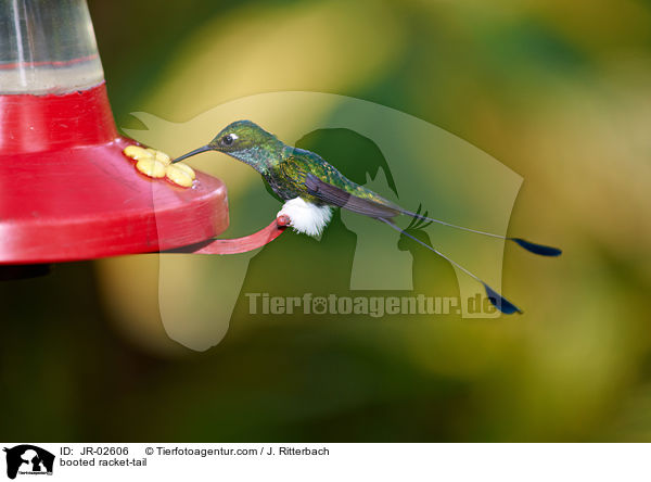 booted racket-tail / JR-02606