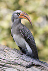 bradfield's hornbill