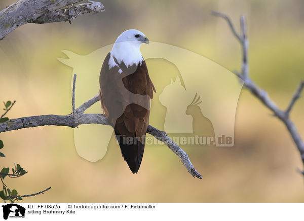 sitzender Brahminenweih / sitting Brahminy Kite / FF-08525