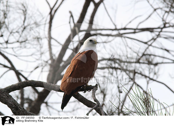 sitting Brahminy Kite / FF-08550