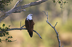 sitting Brahminy Kite