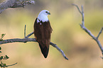 sitting Brahminy Kite