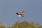 flying Brahminy Kite