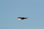 flying Brahminy Kite