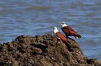 sitting Brahminy Kite