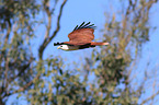 flying Brahminy Kite