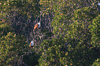 sitting Brahminy Kite