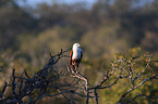 sitting Brahminy Kite