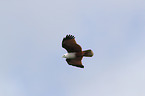 flying Brahminy Kite