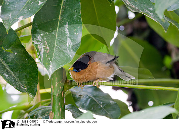 Brahminy starling / MBS-05579