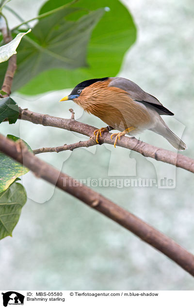 Pagodenstar / Brahminy starling / MBS-05580