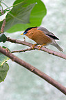 Brahminy starling