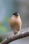 Brahminy Myna